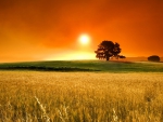 superb sunset landscape