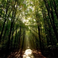 sun rays in a forest path