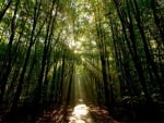 sun rays in a forest path