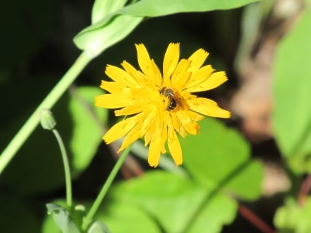 Fill'er up! - nature, outdoors, photography, spring