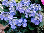 blue hydrangea