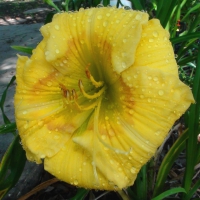 Yellow Flower Dew