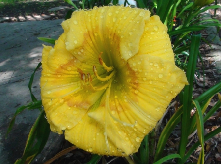 Yellow Flower Dew - nature, yellow flower, flowers, dew