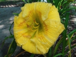 Yellow Flower Dew