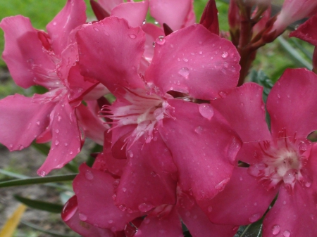 Pink Flower Dew - flowers, nature, pink flowers, dew