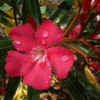 Pink Flower Dew 2