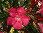 Pink Flower Dew 2