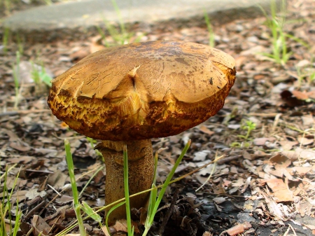 Lone Mushroom - nature, outside, mushroom, grass