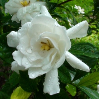 Wet White Flower