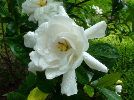 Wet White Flower - white flower, wet, flower, nature