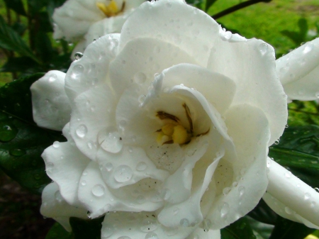 Wet Magnolia - white flower, flowers, magnolia, nature