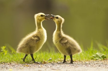 I'm the big brother - bird, chicks, cute, spring, adorable