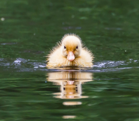 I'm back - duckling, swimming, cute, bird, spring