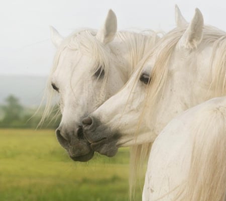 Horse kiss - white, horses, kiss, couple, horse