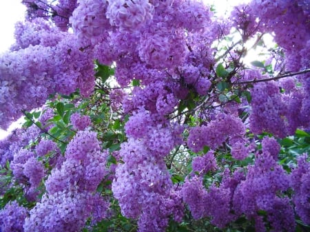 lilacs - pretty, lilacs, purple, tree