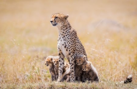 Cheetah with cubs - cheetah, cub, cubs, big cat, wild life