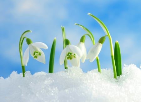 Snowdrops in the snow - snowdrops, spring, skies, snow