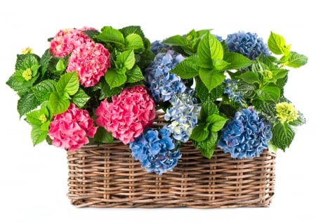 Basket of hydrangeas - pink, blue, hydrangeas, hortensias, basket