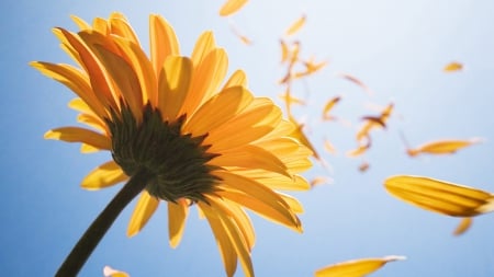 Blowin in the wind - daisy, gerbara, yellow, petals