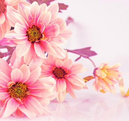 Pink dahlia - dahlia, pink, summer, flowers, flower