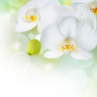 White orchid