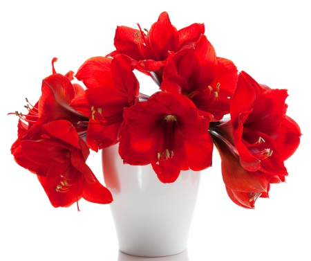 Red amaryllis - amaryllis, red, bouquet, vase, christmas