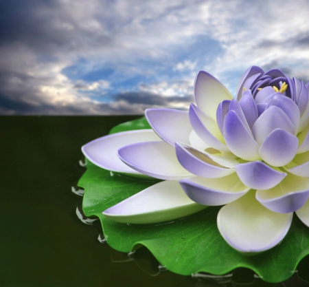 Floating lotus flower - lotus, flower, water, floating