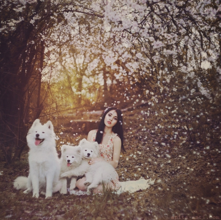 Soft Lady - white, lady, dogs, model, flowers