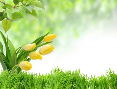 Green spring - beech, yellow, green, spring, grass, tulip