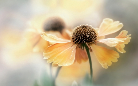 Yellow coneflower - coneflower, flower, yellow, nature