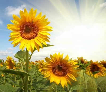 Sunflowers - skies, sunflower, rays, summer, field