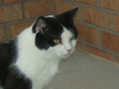 Buddy up to his tricks again - white, black, cat, buddy