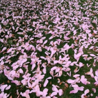 magnolia petals