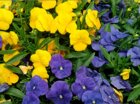 brights for you - green, purple, flowers, yellow