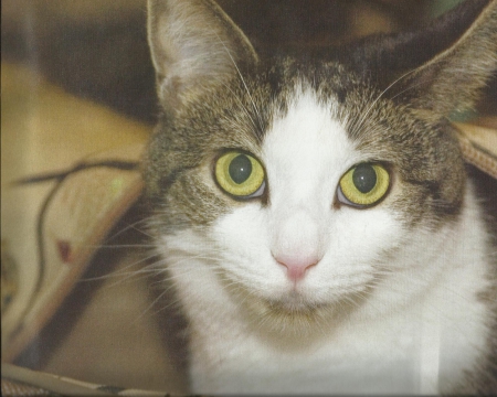 A cat in a bag - cst, cute, paws, green eyes, bag