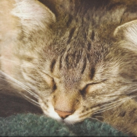 Tabby cat taking a nap