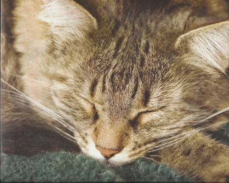 Tabby cat taking a nap - napping, tabby, cute, paws, cat