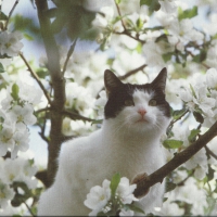 Cat up in a tree