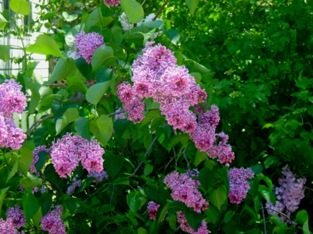 lovin the pinks - bush, lilacs, pink, green