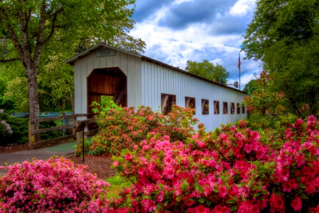 Centennial bridge - nice, sky, fresh, trees, summer, place, lovely, pretty, covered, pink, beautiful, flowers, bridge, centennial