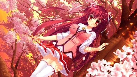 Lovera Bride - sakura, game, girl, school, long hair, uniform, cg