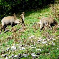 Wild Capricornus