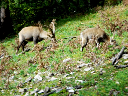 Wild Capricornus - ibex, capricorn, capricornus, autumn, deer, shy, alpes, mountains, peaceful, young, wild