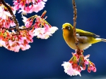 BIRD in SPRING