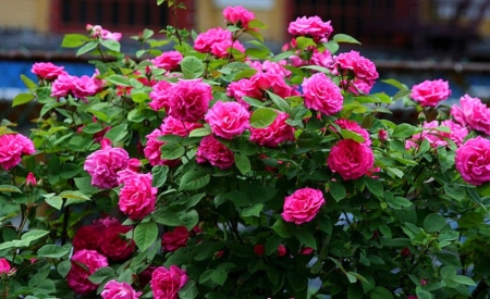 Beauty of garden - beauty, outside, fence, roses, soft, photography, day, summer, smell, nature, pink, flowers, colors, garden