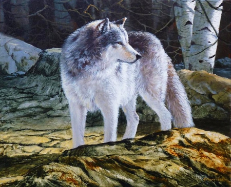 Grey Wolf - nature, painting, predator, wolves