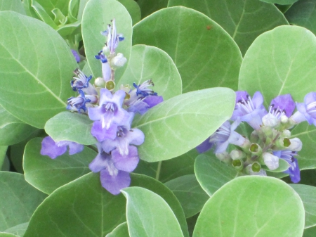 Purple flower - plant, green, purple, flower