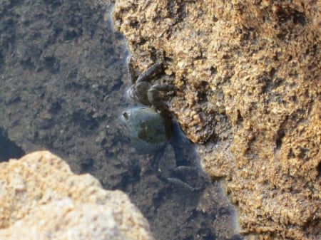 Crabbing Along - water, rock, ocean, crab