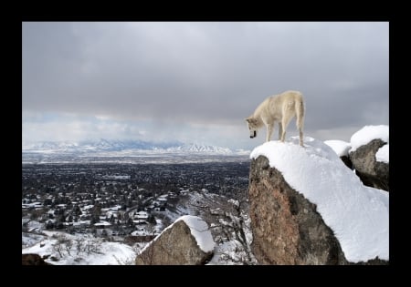 winter time - wolves, white, lone wolf, timber, lobo, wild animal black, majestic, wallpaper, quotes, nature, wolf, snow, canine, arctic, solitude, howling, howl, wolf pack, wolf wallpaper, wisdom beautiful, black, grey wolf, pack, spirit, grey, dog, mythical, canis lupus, winter, abstract, wolfrunning, friendship, the pack