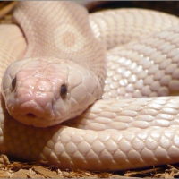 Albino Monocled Cobra